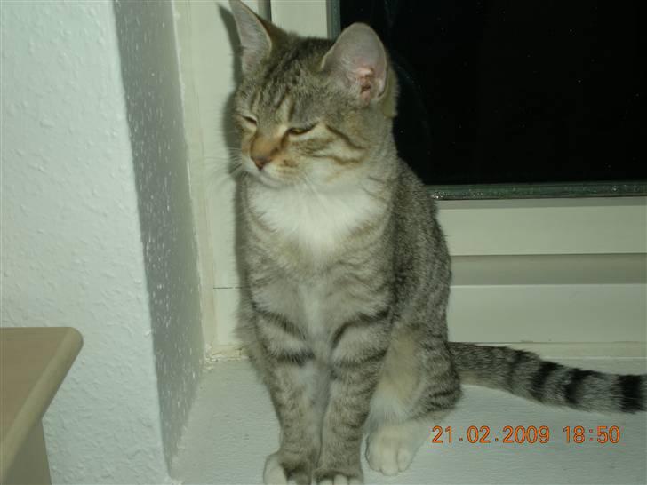 Huskat Lullu billede 2