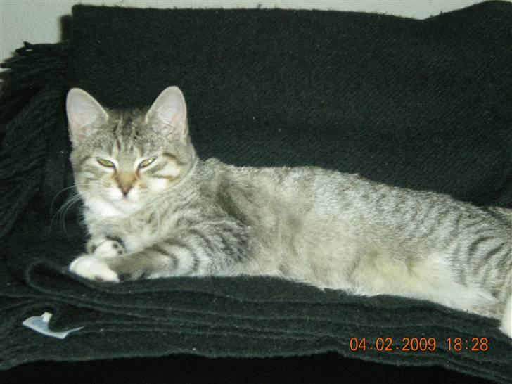 Huskat Lullu billede 3