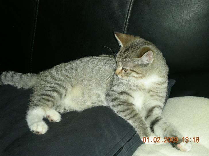 Huskat Lullu billede 4