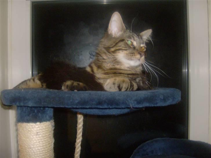 Maine Coon Apollo - har man det godt eller hvad.. billede 15