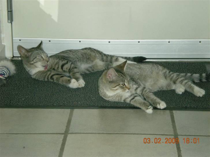 Huskat Lullu billede 5