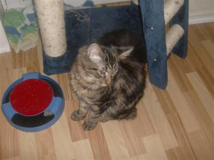 Maine Coon Apollo - Hvad skal  jeg lave.... billede 16