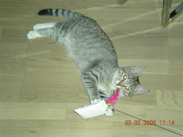 Huskat Lullu billede 7