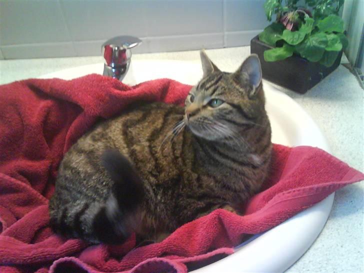 Huskat Strip :D <3 - Han ligger i håndvasken haha ;D billede 10