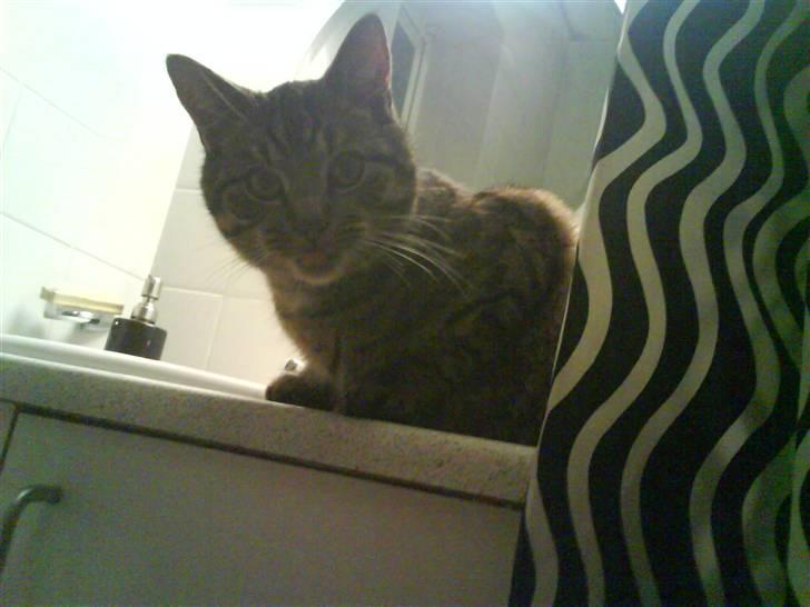 Huskat Strip :D <3 - Han viser tunge :P billede 11