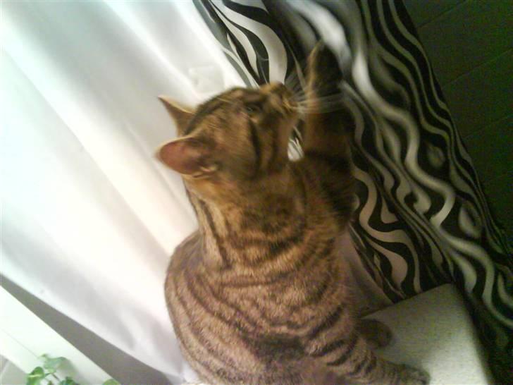 Huskat Strip :D <3 - Hey jeg er her ( se hans pote ) :D billede 12