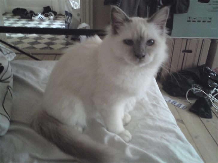 Hellig Birma Gandalf - Min smukke kat <3 billede 1