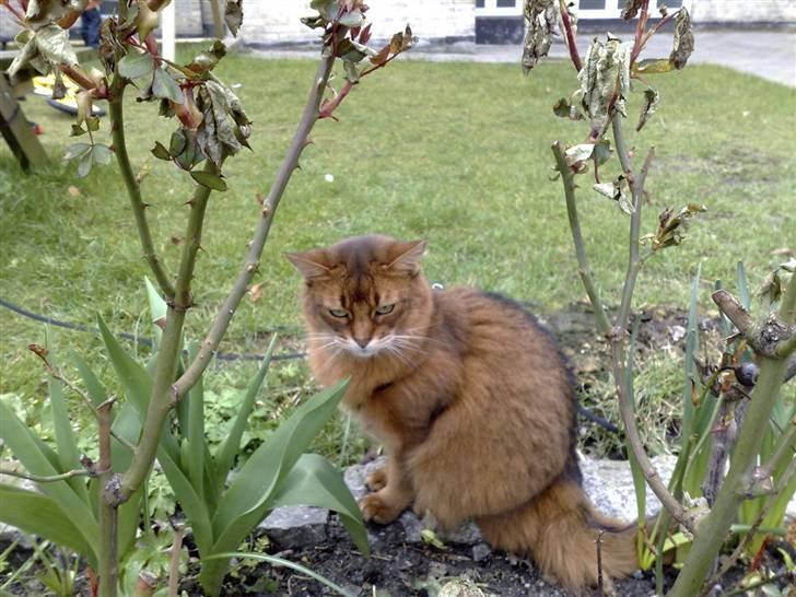 Somali Dushara Desti - På tur i det grønne - Desti elsker at være udenfor, selvom man skal finde sig i snoren. billede 1