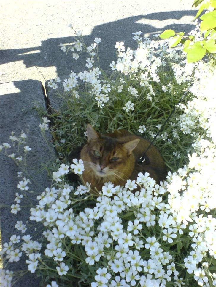 Somali Dushara Desti - Er jeg ikke en smuk blomst. billede 2