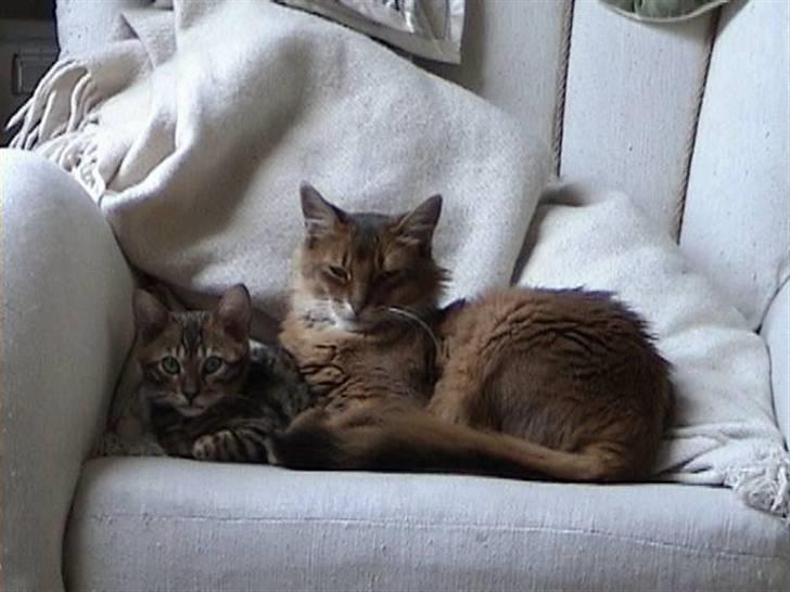 Somali Dushara Desti - Desti har fået en ven bengaleren Spirille. billede 3