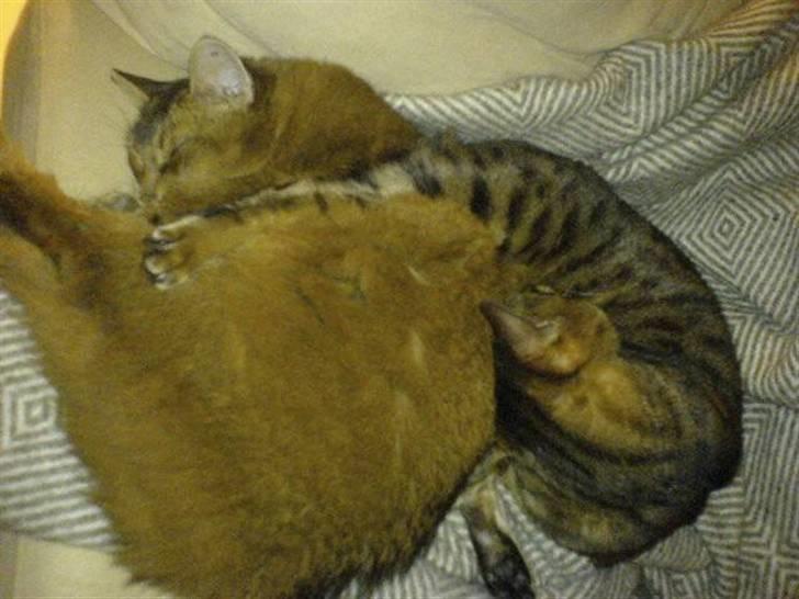 Somali Dushara Desti - Katte kludermor. billede 4