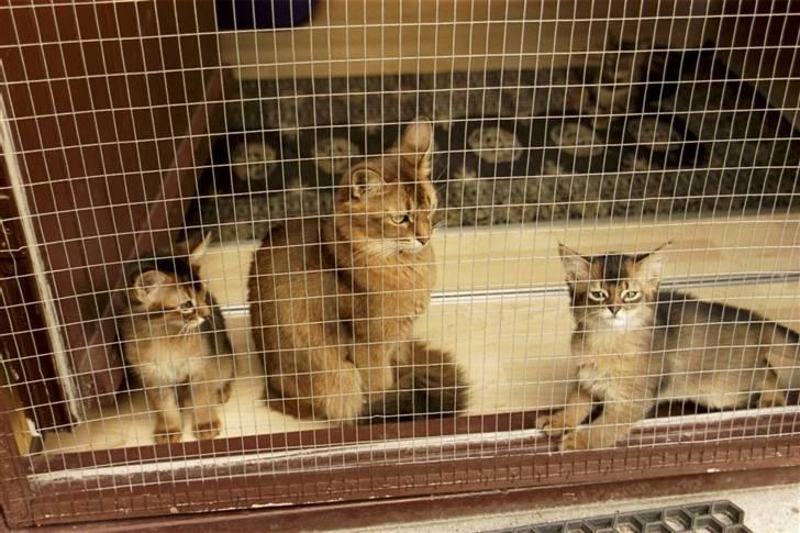 Somali Dushara Desti - Da vi havde killinger, de 2 små er: Dushara Latitude (Lati) og Dushara Colour Fantastic (Fanta). billede 5