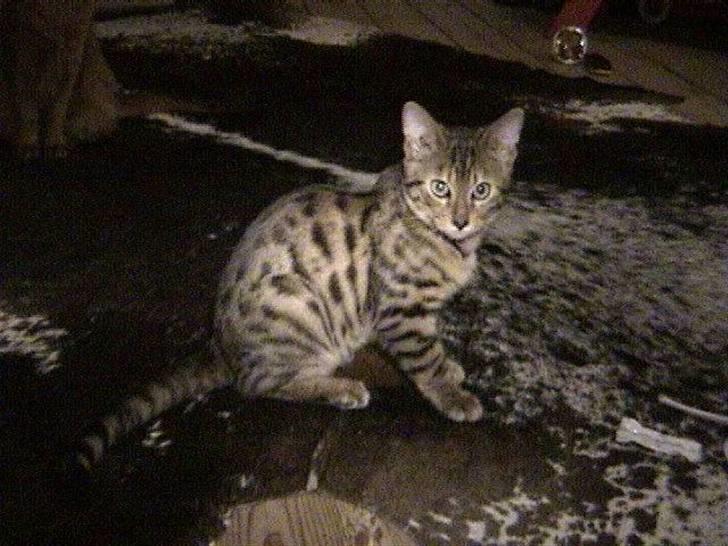 Bengal Spirille - Spirille som lille. billede 1