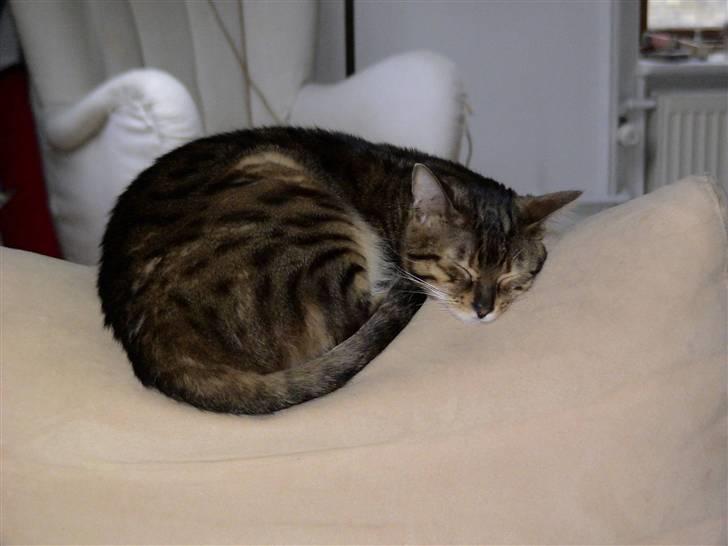 Bengal Spirille - Jeh kan da sove på 2 cm. billede 2