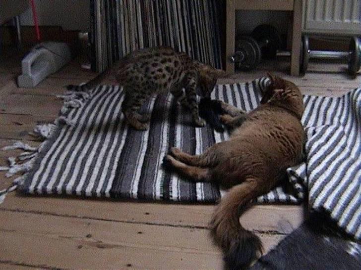 Bengal Spirille - Spirille da vi lige havde fået hende - og dronning Desti havde besluttet sig til at hun var OK. billede 3