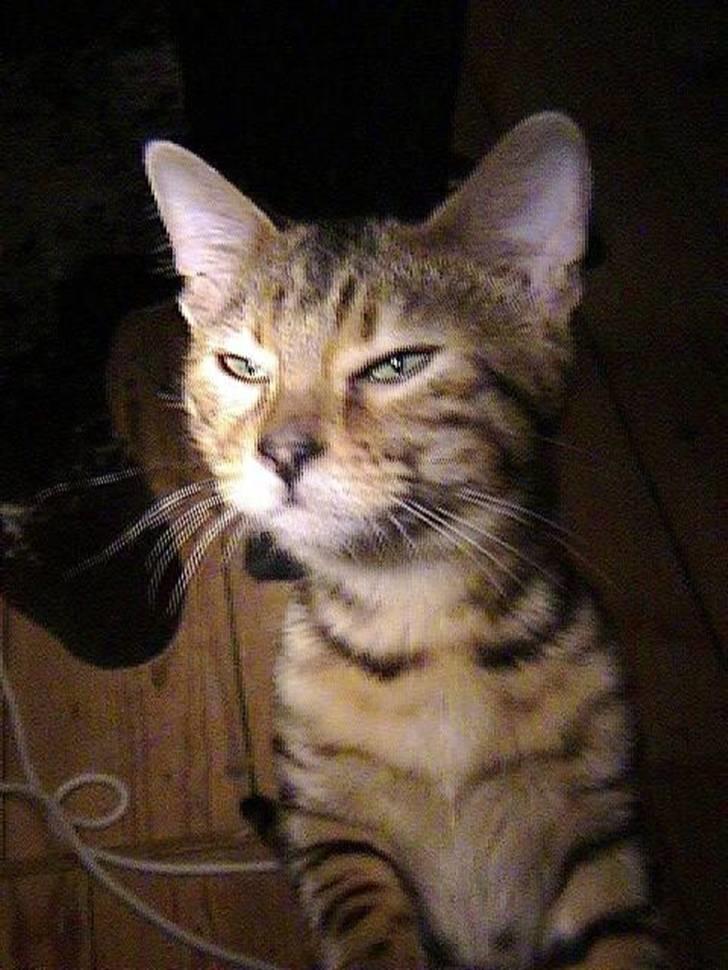 Bengal Spirille - Nysgerrig missekat. billede 4