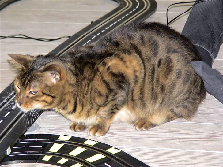 Bengal Spirille - Hvis drengene leger - er Spirille med - også selvom man får lidt stød af skinnerne :-) billede 5