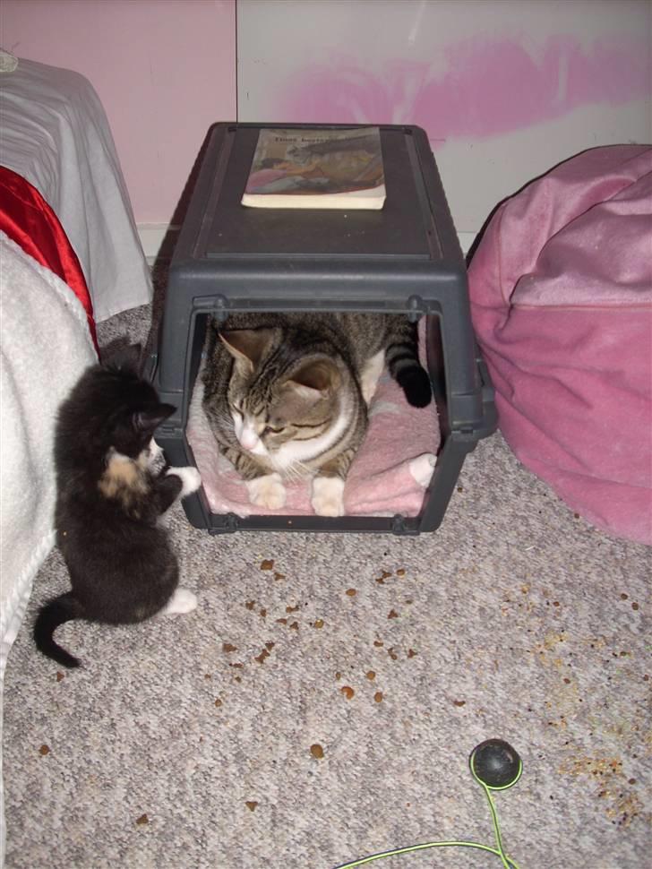 Blanding af racer Nille billede 6