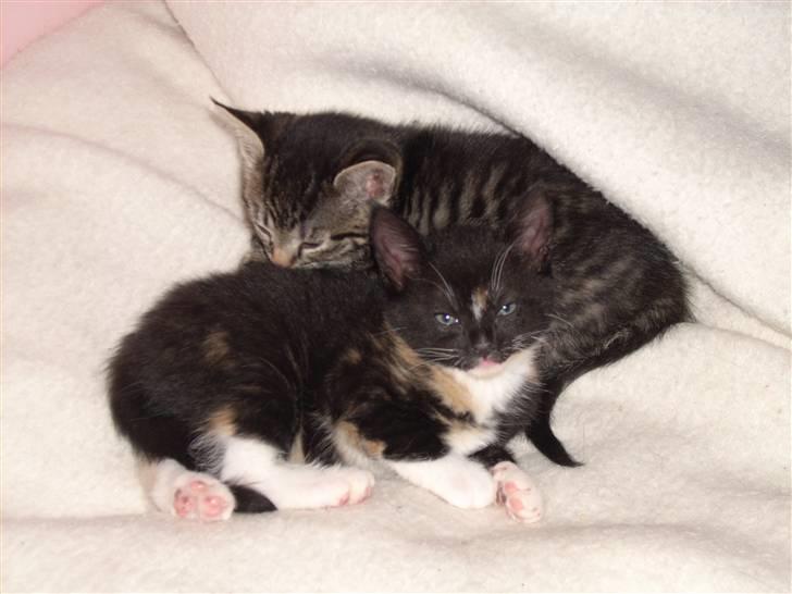 Blanding af racer Nille billede 7