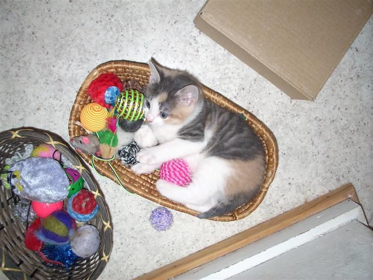 Blanding af racer Baby Plet <3 - 16-/NYT/LiLlE SuRpIcE er blevet stor :b«3 Foto-Mor! billede 16