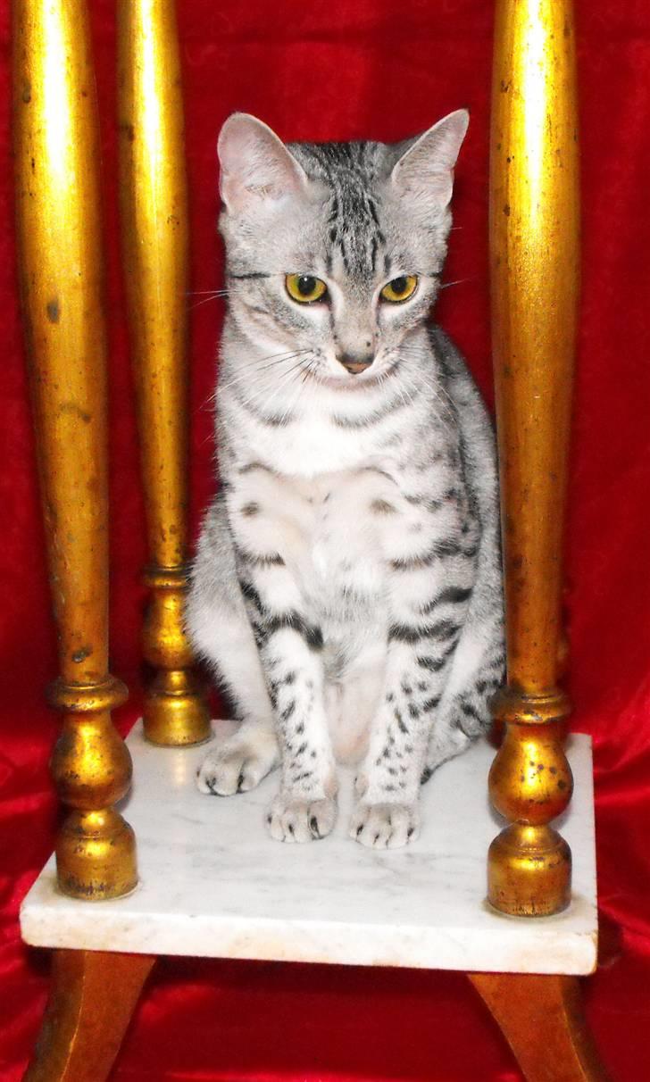 Egyptian Mau Ailuros billede 9