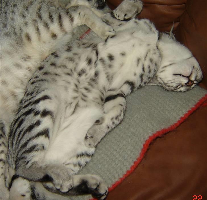 Egyptian Mau Ailuros billede 11