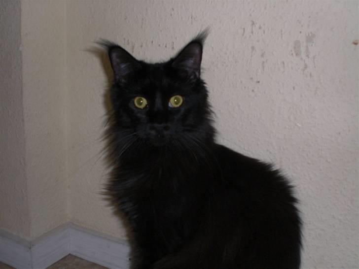 Maine Coon Toffe - Se lige de flotte ridser i tapetet....hvem mon der har lavet dem? billede 19