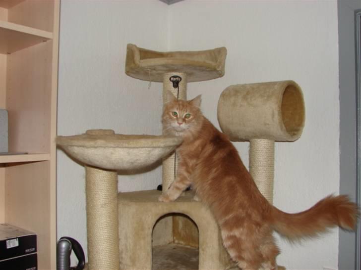 Maine Coon Basse billede 1