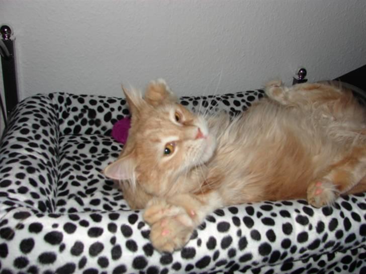 Maine Coon Basse billede 2