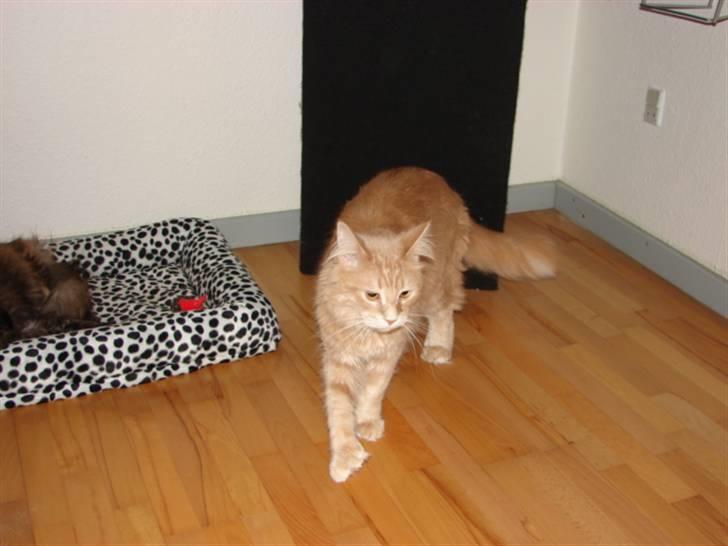 Maine Coon Basse billede 3