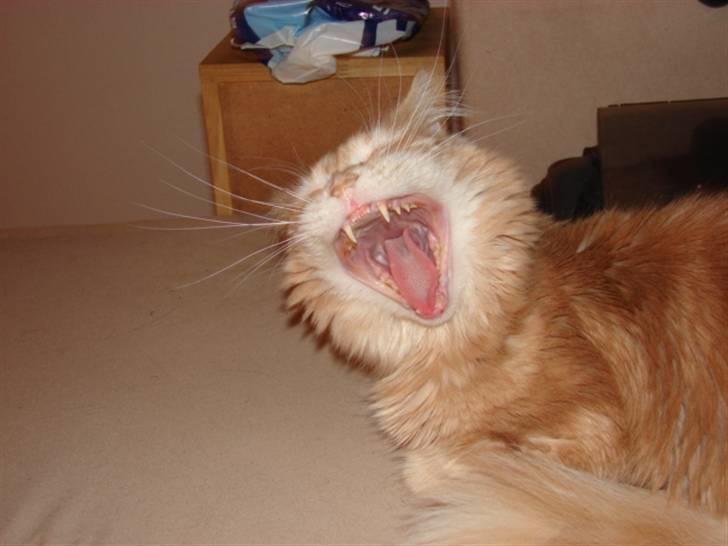 Maine Coon Basse billede 4