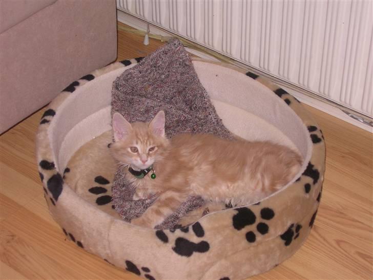 Maine Coon Basse billede 5