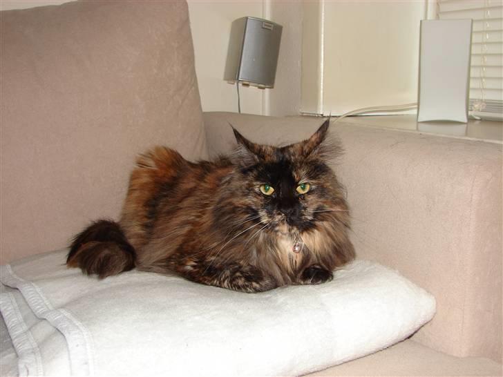 Maine Coon Misty billede 1