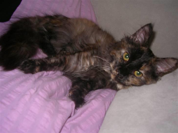 Maine Coon Misty billede 2