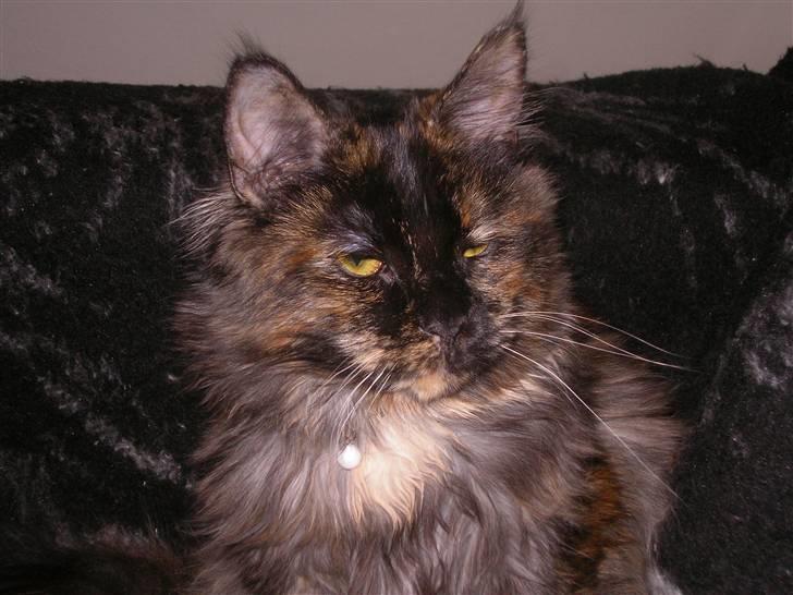 Maine Coon Misty billede 3