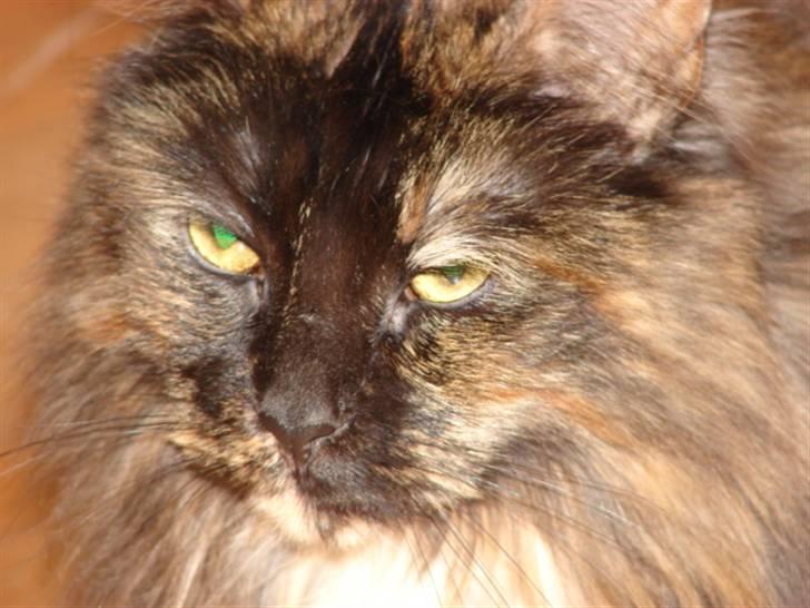Maine Coon Misty billede 5