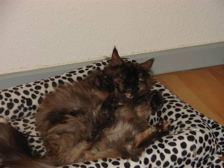 Maine Coon Misty billede 6