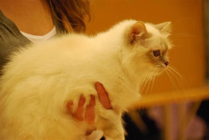 Hellig Birma Von Frey's Queenie - Her er jeg på udstilling på vej op til dommeren billede 5