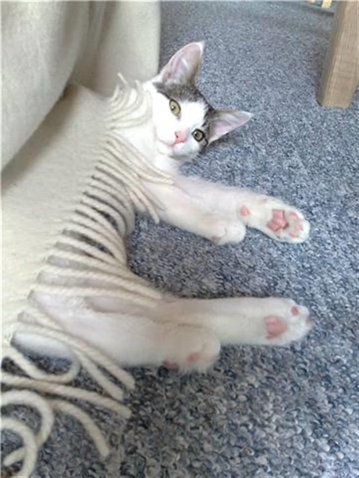 Blanding af racer / Maine Coon Bella - Bella et halvt år gammel .. billede 9