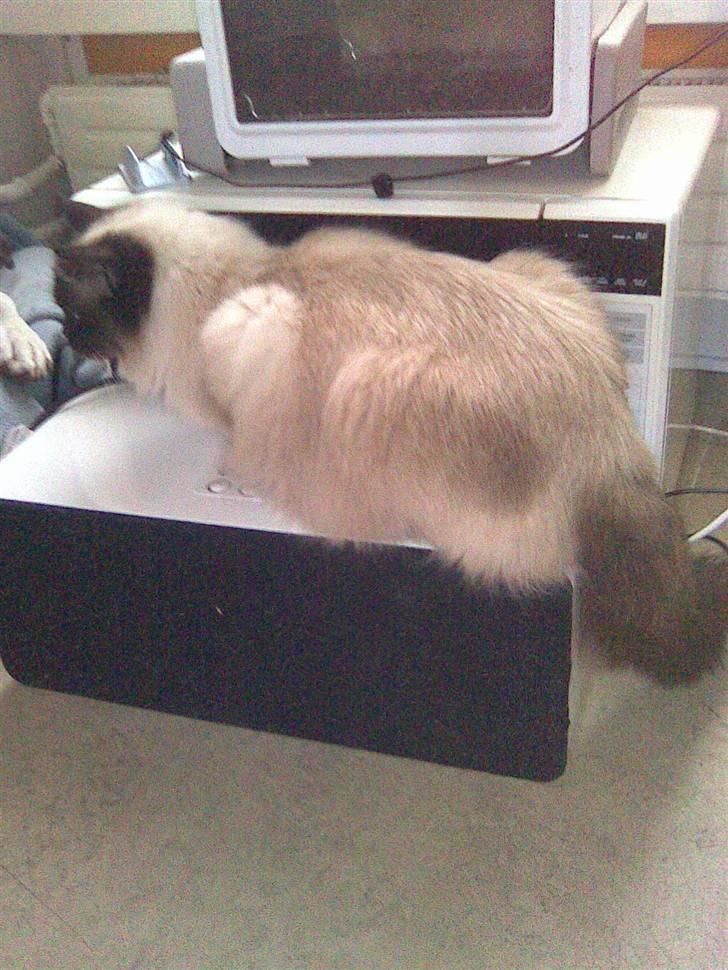 Ragdoll Freja billede 1