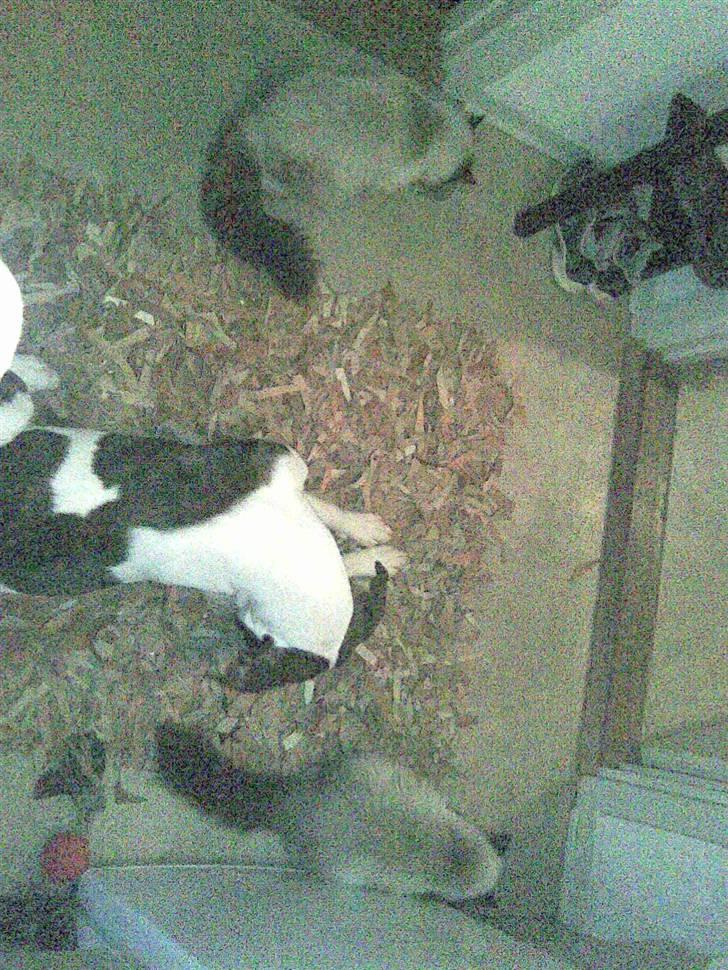 Ragdoll Freja - Miami min hund følte sig rigtig snydt ;) Freja til venstre og Gaya til Højre :) billede 2