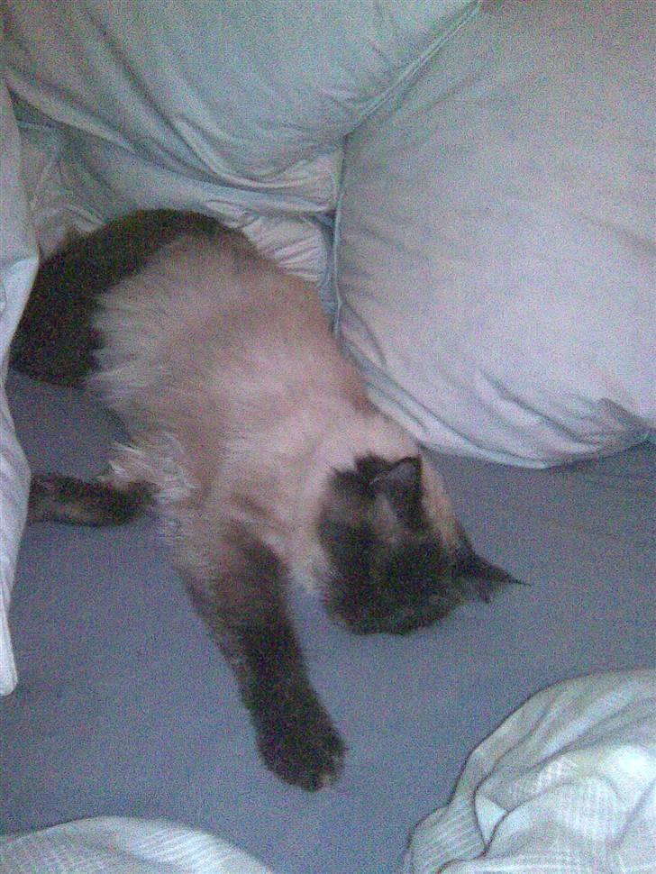 Ragdoll Freja - Putte´trold :) billede 3