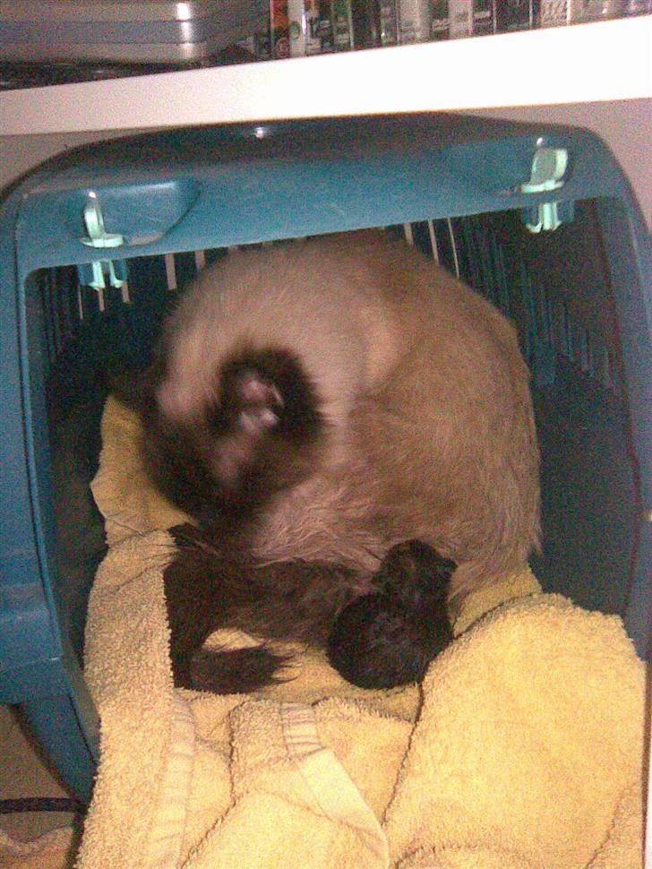 Ragdoll Freja billede 4