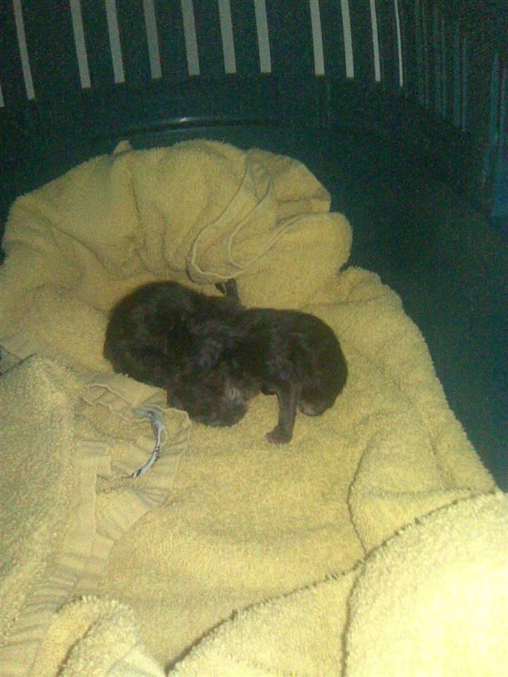 Ragdoll Freja - De små :) Frejas Baby´er født. d. 03.03.2009 billede 5