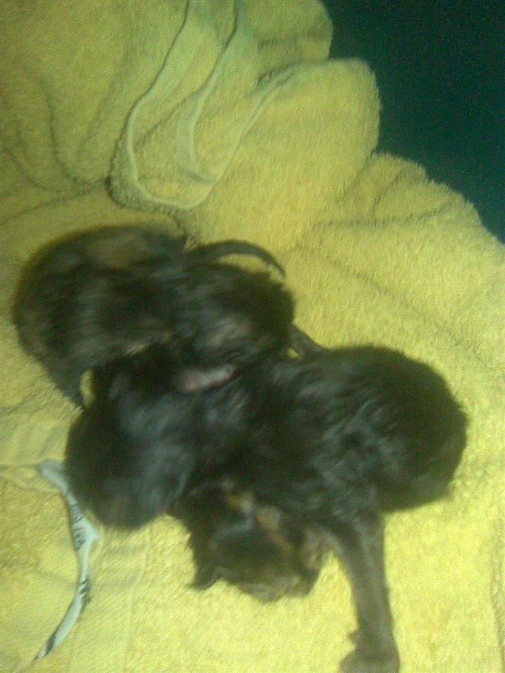 Ragdoll Freja billede 6