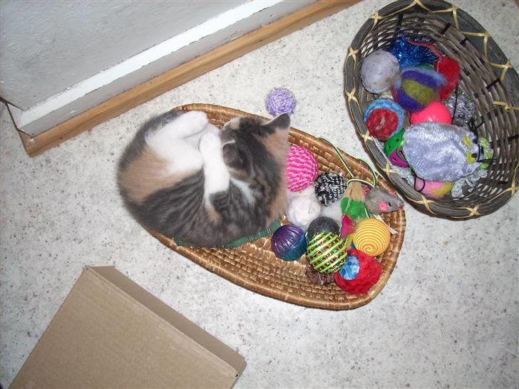 Blanding af racer Baby Plet <3 - 17-/NYT/Hygge oppe ved alt legetøjet!! Foto-Moar billede 17