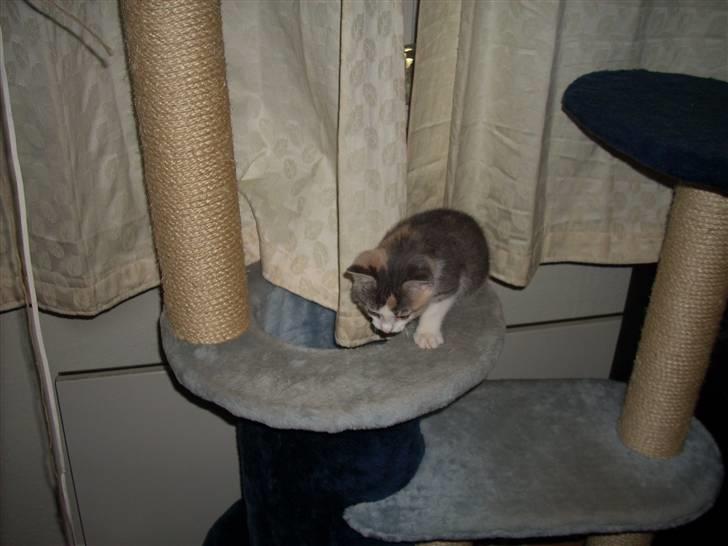 Blanding af racer Baby Plet <3 - 18-/NYT/GaaB :o Foto-Miig:P billede 18