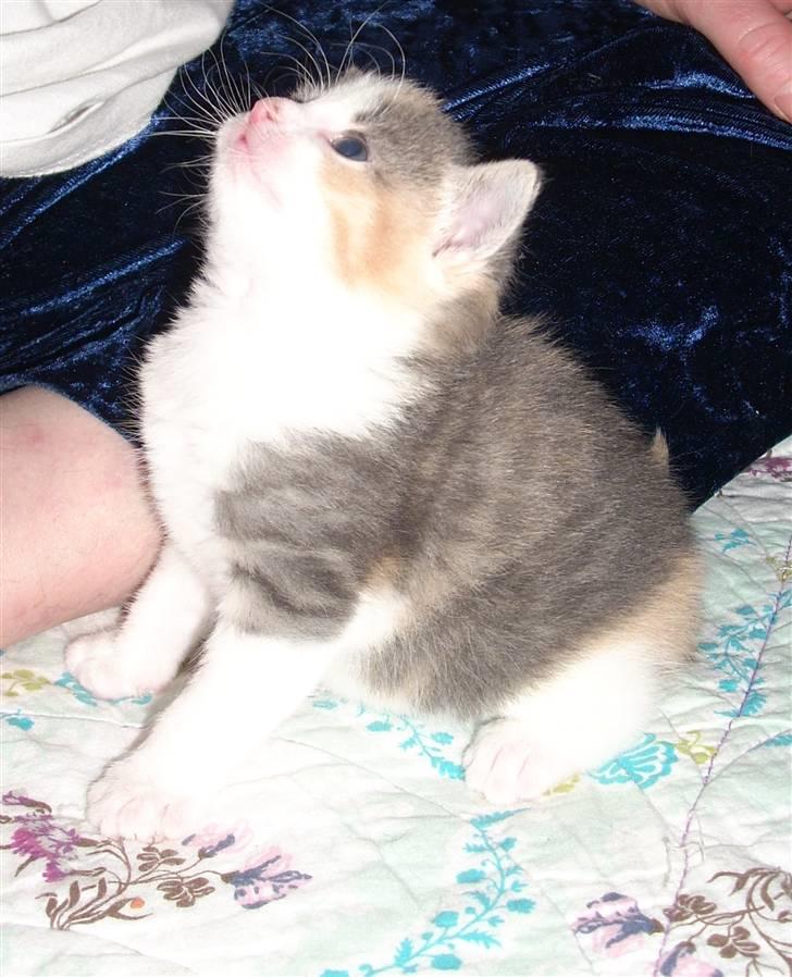 Blanding af racer Baby Plet <3 - 19-NuRrH«333 billede 19