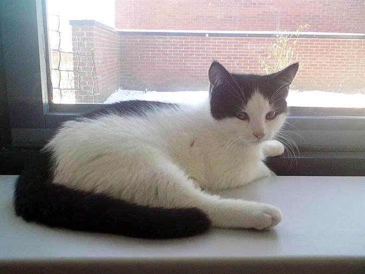 Huskat Tinka † billede 1