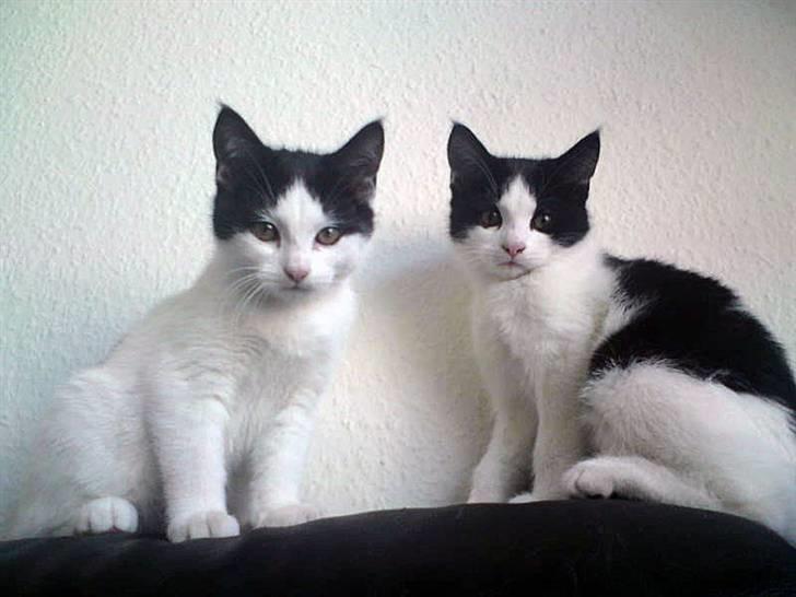 Huskat Tinka † - Tinka til venstre sammen med sin bror Kashi billede 2